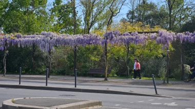 Parc des berges de Bordeaux, les glycines vue de l'autre coté de la rue.